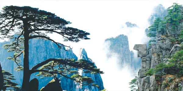 二道江区金鱼鸭掌回收哪家好
